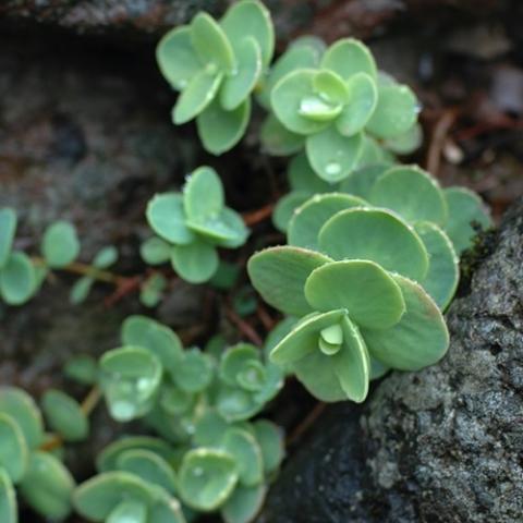 Sedum ewersii, gray-green succulent leaves