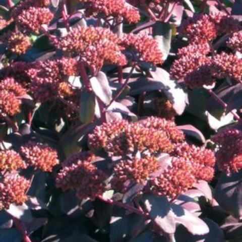Sedum 'Purple Emperor', dusky red flower heads, dark purple leaves