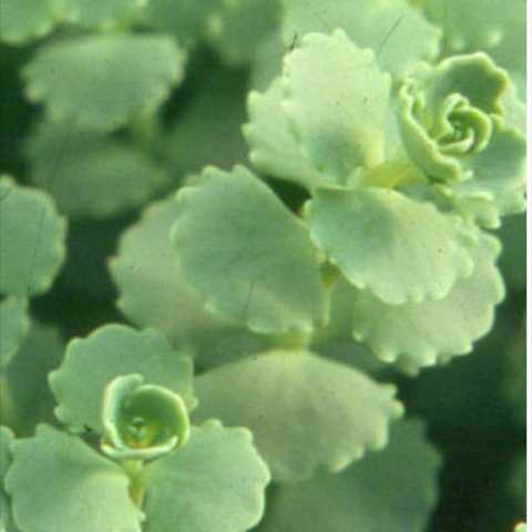 Sedum sieboldii, green leaves with rosettes at the center, crimped edges