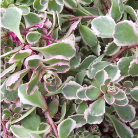 Sedum 'Tricolor', gray-green leaves with white edges and touches of pink
