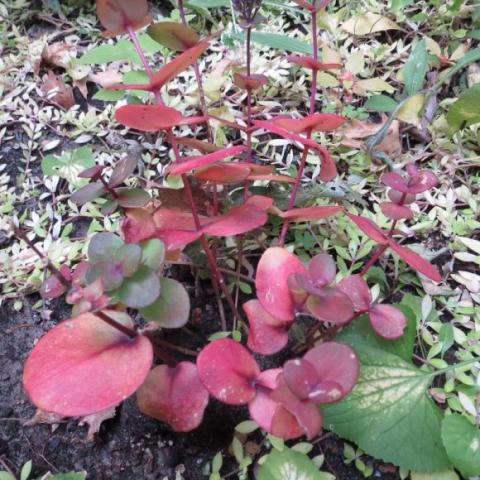 Sedum Turkish Delight fall color, very red