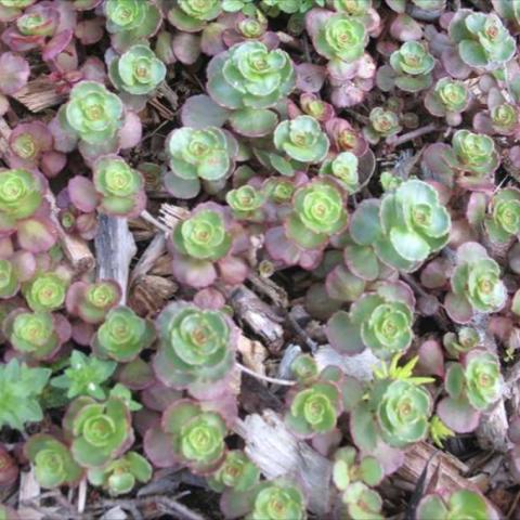 Sedum 'Voodoo', green and red leaves