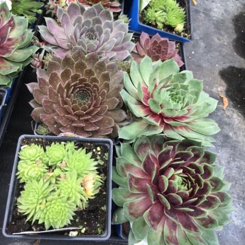 Chick Charms, and assortment of hen and chicks