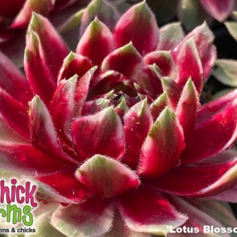 Sempervivum Lotus Blossom, red succulent with light green tips