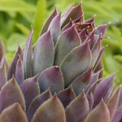 Sempervivum Purple Beauty, gray green with reddish tips