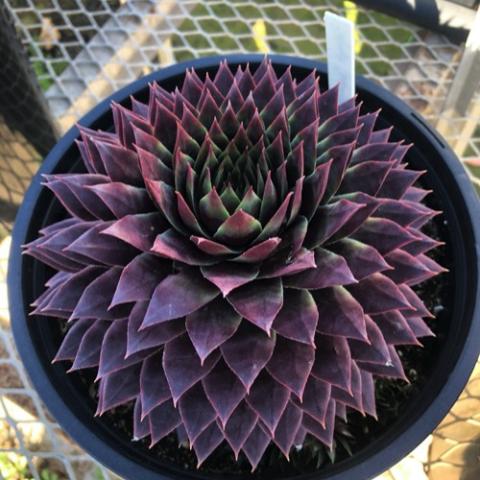 Sempervivum Supersemp Ruby, red purple succulent with pointed leaves