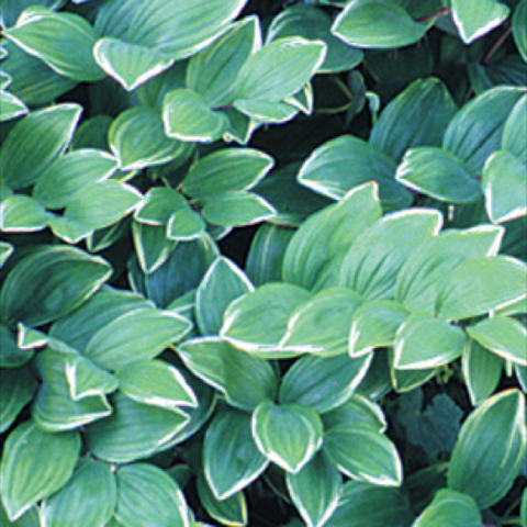 Variegated Solomon's seal, green leaves with white edges
