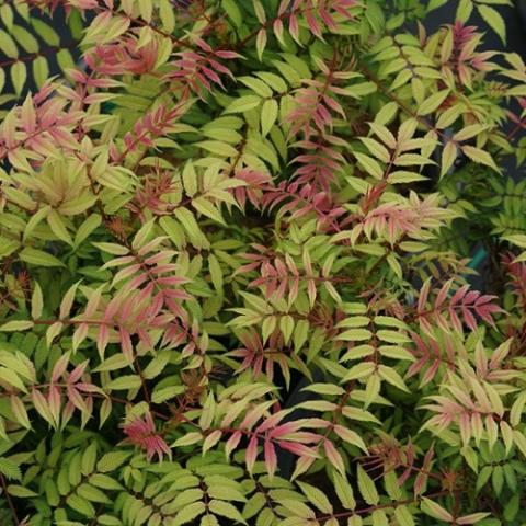 Sorbaria Mr. Mustard, divided leaves in yellow green with pink to orange flushes