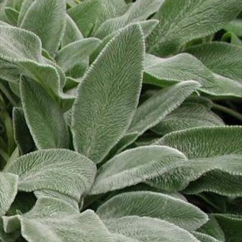 Stachys 'Fuzzy Wuzzy', silver green furry leaves