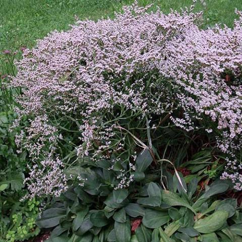 Limonium tataricum, fine spray of lavender pink flowers over dark green leaves