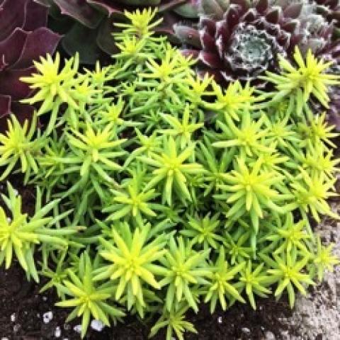 Sedum Angelina's Teacup, clusters of yellow-green succulent leaves