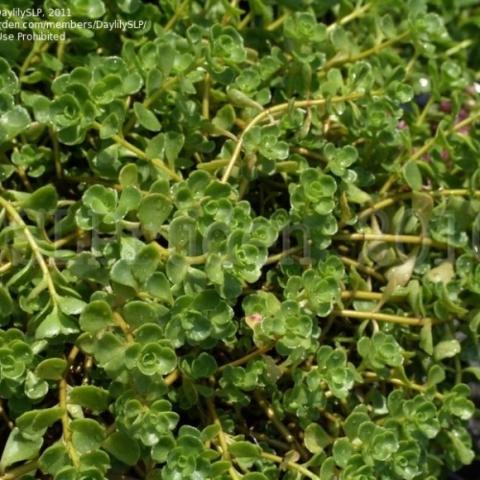 Sedum John Creech