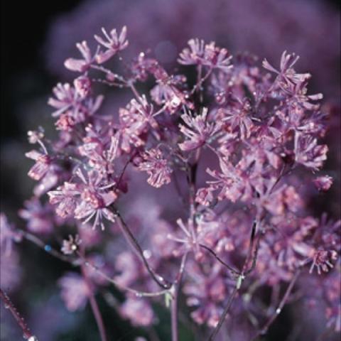 Thalictrum aquilegifolium, light lavender flower head