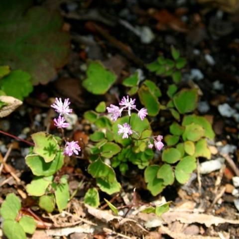 Thalictrum kiusianum, short rue plants with lavender flowers