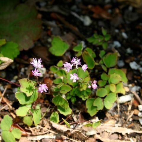 Thalictrum kiusianum, short rue plants with lavender flowers