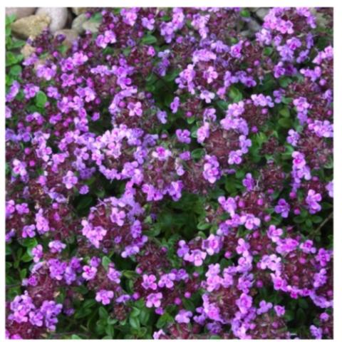 Thymus Caborn Wine and Roses, many pink flowers on low foliage