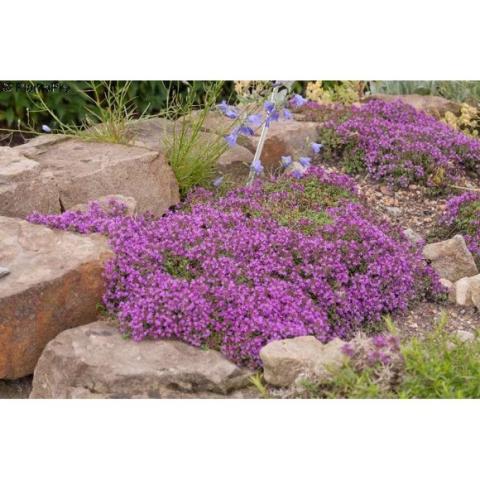 Thymus coccineus, a carpet of dark pink flowers