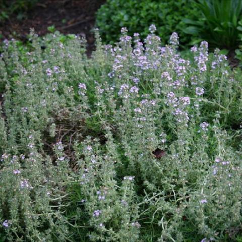 Thymus 'Spicy Orange', lavender flowers on gray-green plants
