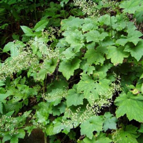 Tiarella cordifolia, green leaves and small white flowers