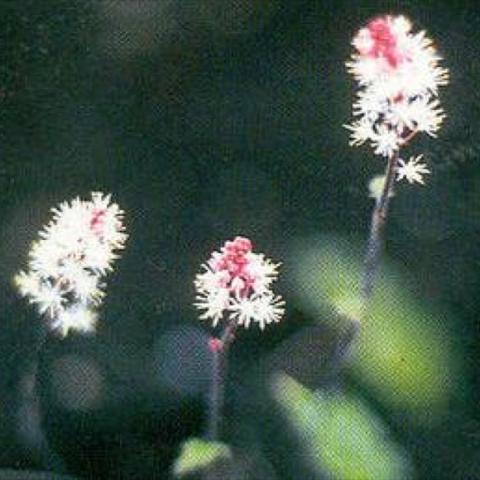 Tiarella wherryi, little white starry flowers with pink