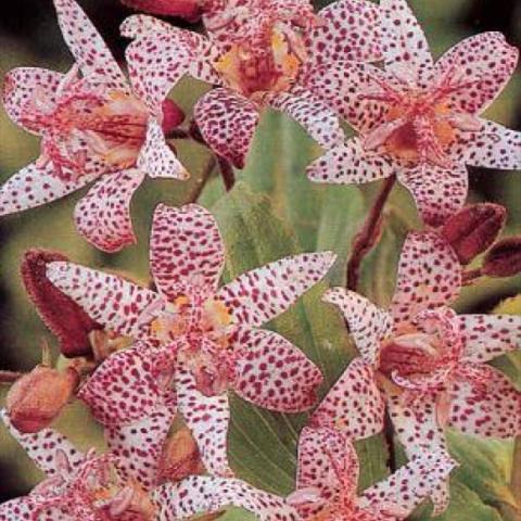 Tricyrtis hirta, white flowers with burgundy spots