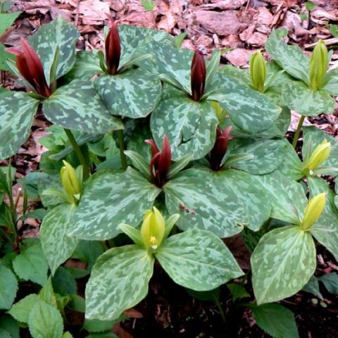 Trillium luteum, pale yellow closed flowers, mottled foliage