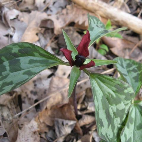 Trillium recurvatum, silver and green spattered leaves, dark red flower