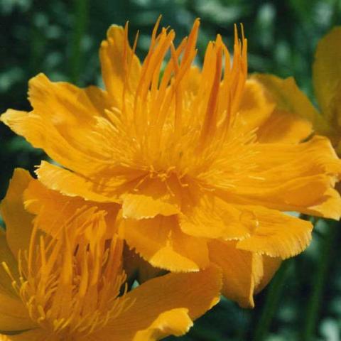 Trollius 'Golden Queen', gold buttercup with gold stamens