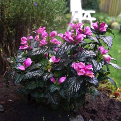 Chelone Tiny Tortuga, very dark green leaves and pink turtlehead flowers