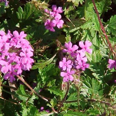 Verbena canadensis, pink flower clusters