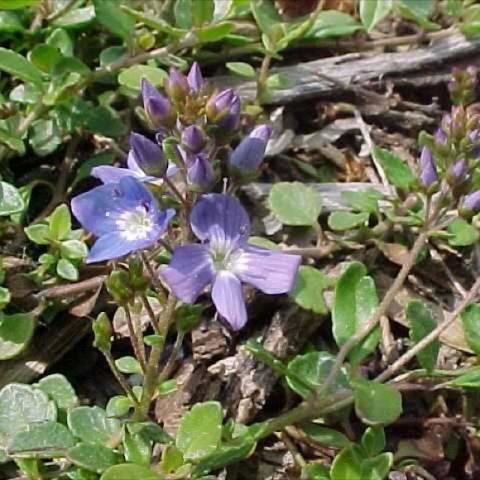 Veronica liwanensis, small lavender flowers on a green ground cover
