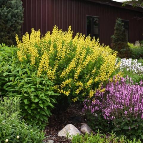 Baptisia Gold Finch, spikes of yellow pea-like flowers on a shrub-like plant