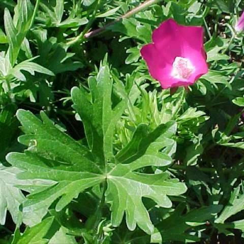 Winecups, bright fuchsia flower and divided green foliage