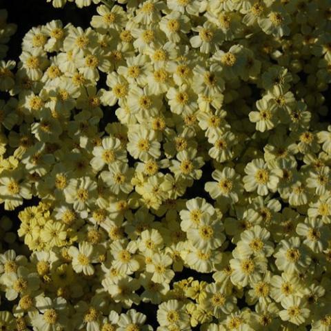 Achillea King Edward, dense grouping of tiny light yellow flowers