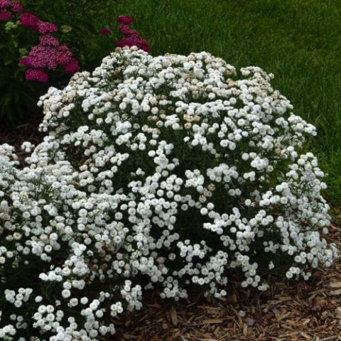 Achillea Peter Cottontail, rounded plant covered with small white flowers