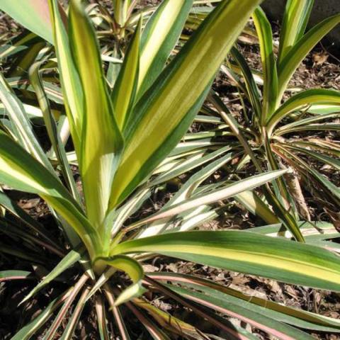 Yucca 'Color Guard', green and yellow variegated leaf spikes