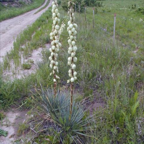 Yucca glauca, gray-blue spiky leaves and huge cream flower stalks
