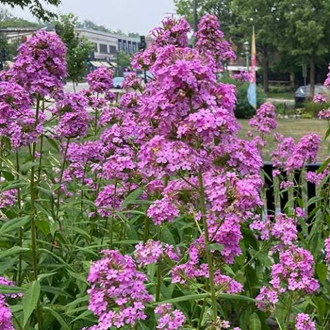 Phlox Jeana, many small flat lavender flowers clustered