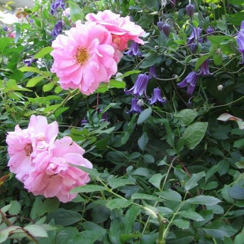 Rosa 'John Davis' light-medium pink double climbing over a fence