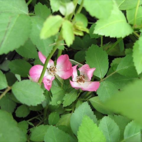 Rosa 'Angel Wings', light pink singles with white centers