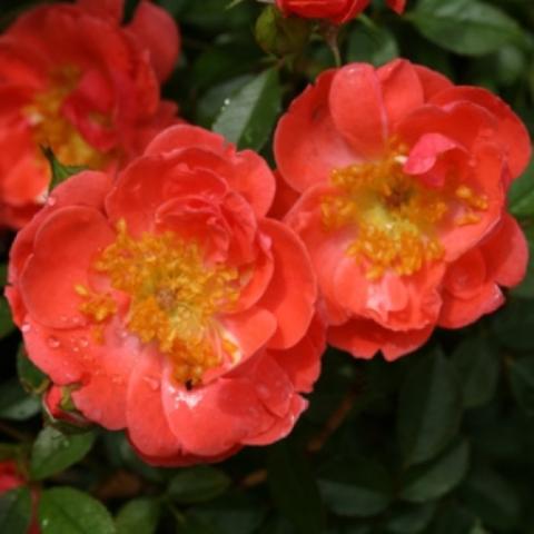 Rosa 'Oso Easy Mango Salsa', orange semi-doubles with yellow centers
