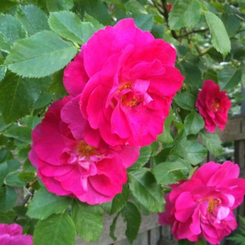 Rosa 'John Cabot', semi-double pink rose