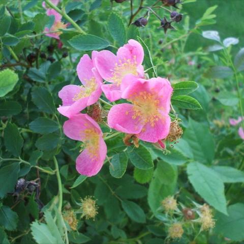 Rosa arkansana, single bright pink flowers