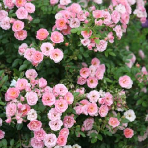 Rosa 'Oso Happy Petite Pink', small light pink singles