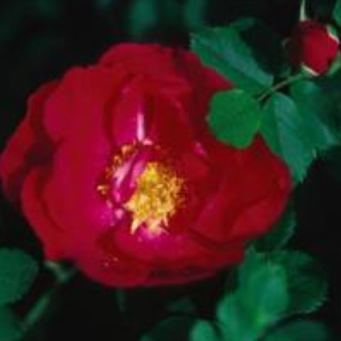 Rosa 'Adelaide Hoodless', dark red semi-double, yellow center