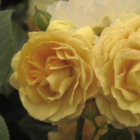 Rosa 'Julia Child', faded gold doubles