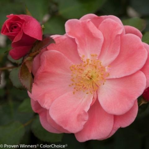 Rosa Oso Easy Pink Cupcake