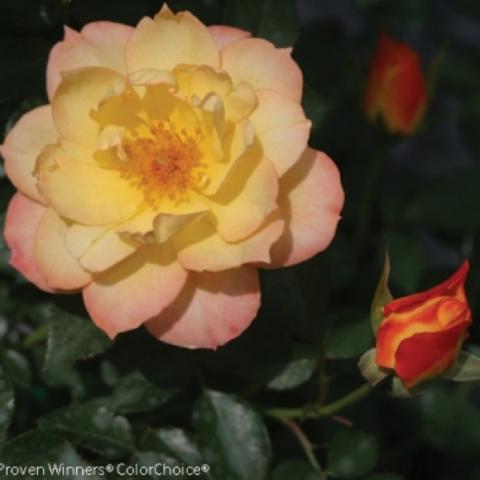 Rosa Oso Easy Italian Ice, yellow to pink semi-double rose