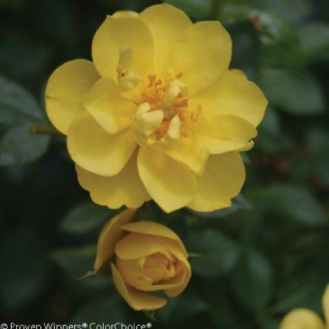 Rosa Oso Easy Lemon Zest, yellow  semi-double rose