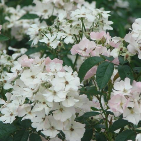 Frilly white and pink flowers on this rose. 